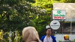 Menikmati Indahnya Bunga Tabebuya Bermekaran di Jakarta