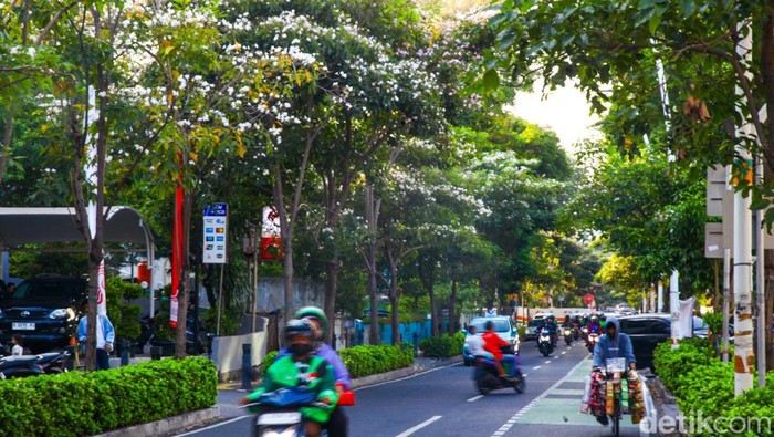 Vibes Jepang, Bunga Tabebuya Juga Bermekaran di Cikini Bunga tabebuya bermekaran di sepanjang trotoar di Jalan Cikini Raya, Menteng, Jakarta Pusat. Warga mengatakan suasana Jalan Cikini Raya berubah seakan seperti di Jepang.