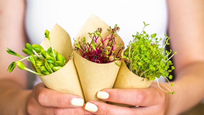 Woman holding sprouts of sunflower beet and radish packed in paper, vegetarian lifestyle