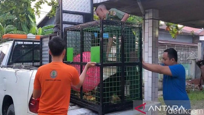 Beruang yang ditangkap oleh BKSDA Sampit dievakuasi ke BKSDA Kalteng SKW II Pangkalan Bun, Selasa (1/10/2024). (ANTARA/Devita Maulina)