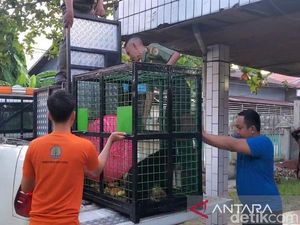 Beruang Mangsa Ternak hingga Masuk WC Warga Sampit, BKSDA Evakuasi