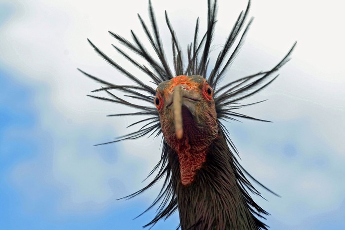 Burung ibis botak utara