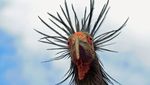 Potret Burung Paling Langka di Dunia Dapat Diselamatkan