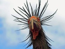 Burung Nyentrik Paling Langka di Dunia, Kini Terselamatkan