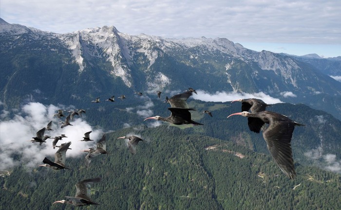Burung ibis botak utara Burung ibis botak utara