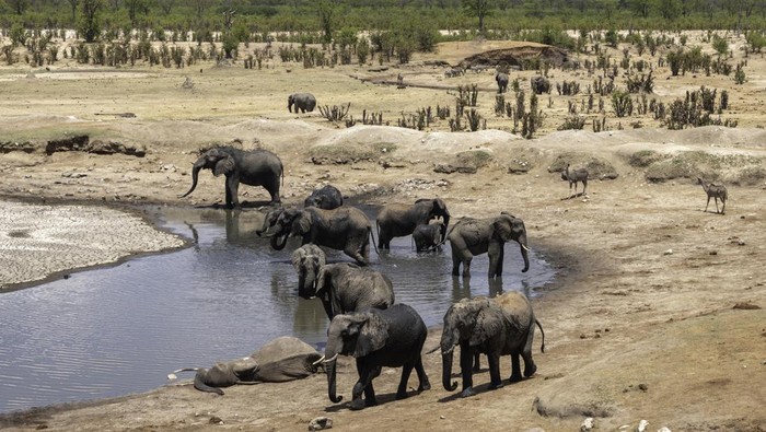 Gajah-gajah Afrika di Taman Nasional Hwange, Zimbabwe