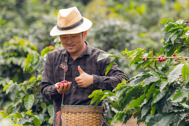 Hari Kopi Sedunia Diperingati Tanggal 1 Oktober, Ini Fakta Menariknya