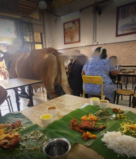 Makan Siang di Restoran, Pelanggan Kaget Lihat 2 Ekor Sapi Masuk