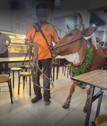 Makan Siang di Restoran, Pelanggan Kaget Lihat 2 Ekor Sapi Masuk