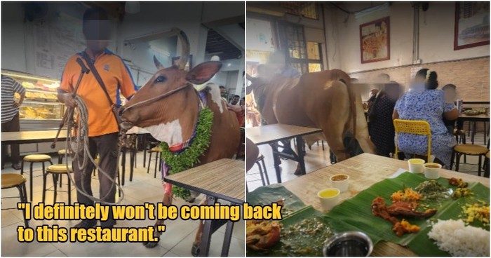Makan Siang di Restoran, Pelanggan Kaget Lihat 2 Ekor Sapi Masuk