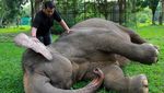 Melihat Perawatan Harimau dan Gajah di Medan Zoo