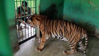 Perusahaan Umum Daerah (PUD) Pembangunan Kota Medan melakukan perawatan untuk mencegah hewan terpapar penyakit.