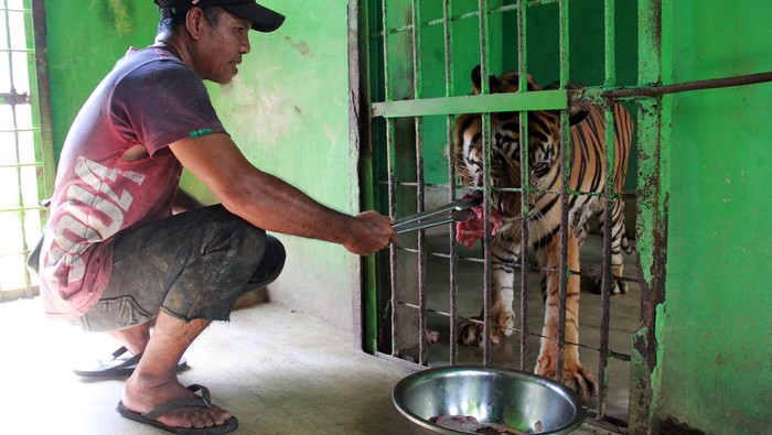 Petugas memberikan makan daging pada harimau Sumatra (Panthera tigris sumatrae) saat perawatan satwa di Medan Zoo, Sumatera Utara, Senin (30/9/2024). Perusahaan Umum Daerah (PUD) Pembangunan Kota Medan rutin melakukan perawatan satwa Medan Zoo yang bertujuan untuk mencegah hewan terpapar penyakit sekaligus memantau pola makan satwa agar tidak terjadi obesitas.