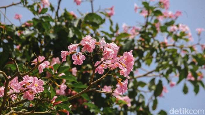 Bunga tabebuya yang sedang bermekaran menghiasi sudut jalanan Jakarta. Bunga yang mirip sakura ini mempercantik kawasan Kemang, Jakarta Selatan.
