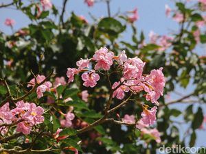 Tak Hanya Cantik, Ini 6 Manfaat Tabebuya untuk Kesehatan