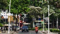 Akhir September hingga awal Oktober sejumlah kawasan di Jakarta tengah dihiasi bunga tabebuya yang mekar.   