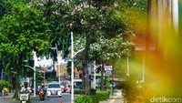 Bunga-bunga itu bermekaran dengan warna yang berbeda-beda di setiap pohonnya. Ada yang berwarna putih, kuning, ungu, dan merah muda.  