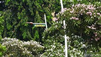 Warga mengatakan suasana Jalan Kemang Raya berubah seakan seperti di Jepang.  