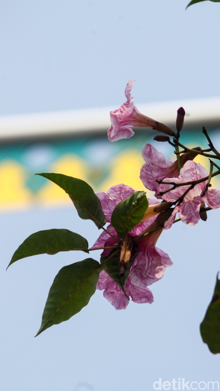 Bunga tabebuya yang sedang bermekaran menghiasi sudut jalanan Jakarta. Bunga yang mirip sakura ini mempercantik kawasan Kemang, Jakarta Selatan.