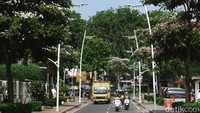 Bunga tabebuya menghiasi Jalan Kemang Raya, Jakarta Selatan, Selasa (1/10/2024).
