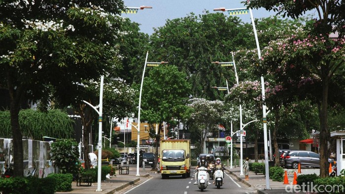 Mirip Sakura, Bunga Tabebuya Percantik Kemang Bunga tabebuya yang sedang bermekaran menghiasi sudut jalanan Jakarta. Bunga yang mirip sakura ini mempercantik kawasan Kemang, Jakarta Selatan.