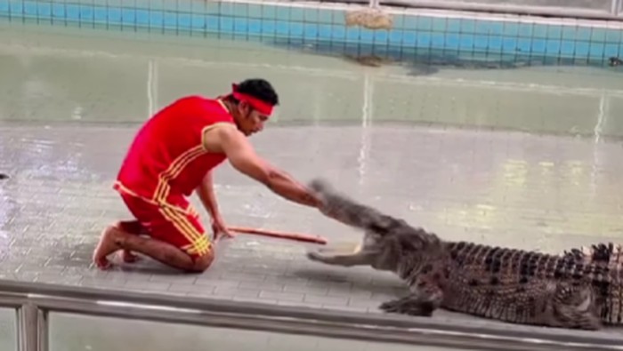 Pawang digigit buaya saat sedang atraksi.