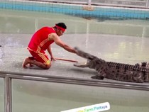 Ngeri! Sedang Atraksi, Tangan Pawang Digigit Buaya