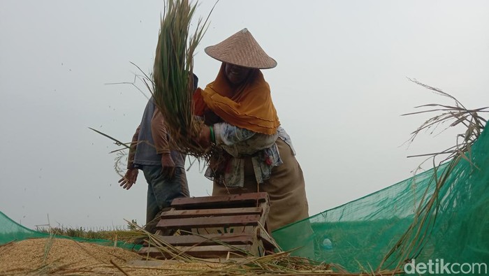 Petani sedang merontokkan padi dengan menggunakan alat gebodan di Kecamatan Juntinyuat, Kabupaten Indramayu