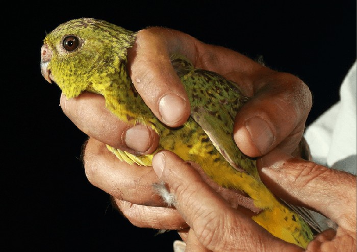 Populasi burung beo malam yang ditemukan di Australia pada 2013.