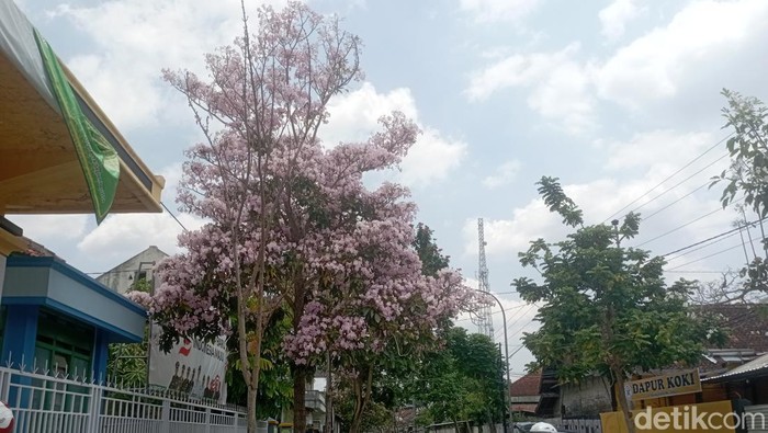 Potret bunga tabebuya bermekaran di Jalan Gunung Wilis Kelurahan Tempelan, Kecamatan Blora, Kabupaten Blora, Selasa (1/10/2024).