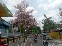 Mekarnya Bunga Tabebuya Makin Mempercantik Jalanan Blora