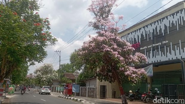 Potret bunga tabebuya bermekaran di Jalan Gunung Wilis Kelurahan Tempelan, Kecamatan Blora, Kabupaten Blora, Selasa (1/10/2024).