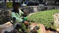 Menurut data Dinas Pertamanan dan Hutan Kota Provinsi DKI Jakarta, Pemprov DKI Jakarta telah memiliki taman seluas 380 hektar, dengan jumlah taman tersebar di 1.527 lokasi.