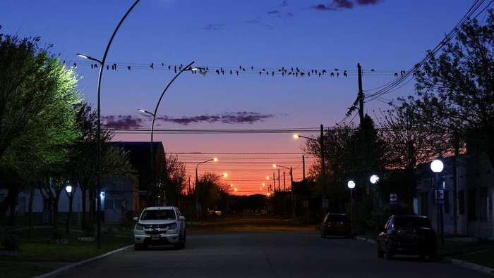 Ribuan Burung Beo Serbu Kota Argentina gegara Hutan Digunduli Parrots stand on power lines in the town of Hilario Ascasubi, which they invaded driven by deforestation in the surrounding hills, according to biologists, in Argentina, September 24, 2024. REUTERS/Agustin Marcarian