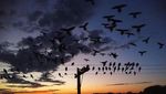 Ribuan Burung Beo Serbu Kota Argentina gegara Hutan Digunduli