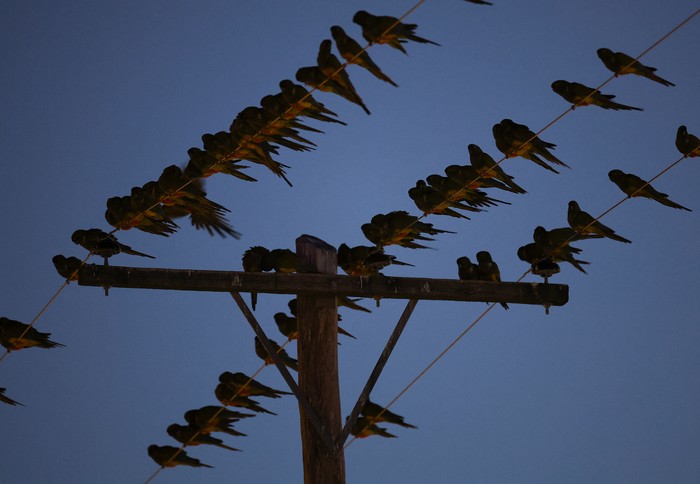 Parrots stand on power lines in the town of Hilario Ascasubi, which they invaded driven by deforestation in the surrounding hills, according to biologists, in Argentina, September 24, 2024. REUTERS/Agustin Marcarian