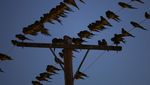 Ribuan Burung Beo Serbu Kota Argentina gegara Hutan Digunduli