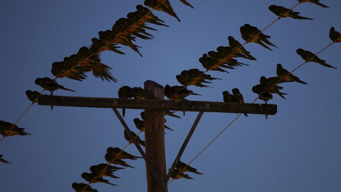 Parrots stand on power lines in the town of Hilario Ascasubi, which they invaded driven by deforestation in the surrounding hills, according to biologists, in Argentina, September 24, 2024. REUTERS/Agustin Marcarian