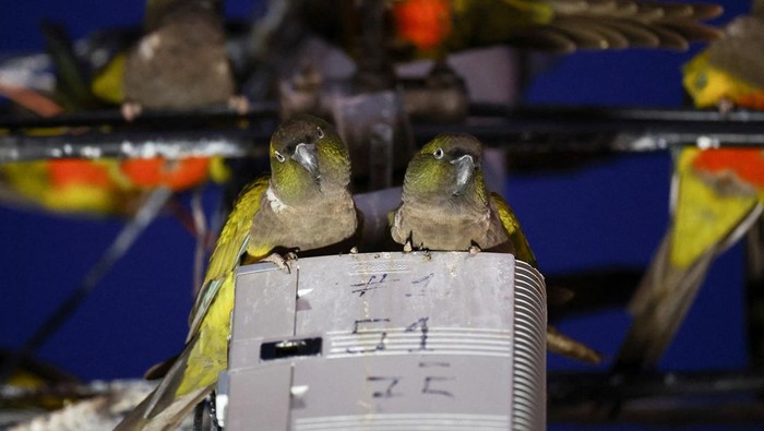 Ribuan Burung Beo Serbu Kota Argentina gegara Hutan Digunduli Parrots stand on power lines in the town of Hilario Ascasubi, which they invaded driven by deforestation in the surrounding hills, according to biologists, in Argentina, September 24, 2024. REUTERS/Agustin Marcarian