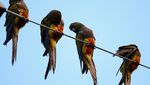 Ribuan Burung Beo Serbu Kota Argentina gegara Hutan Digunduli