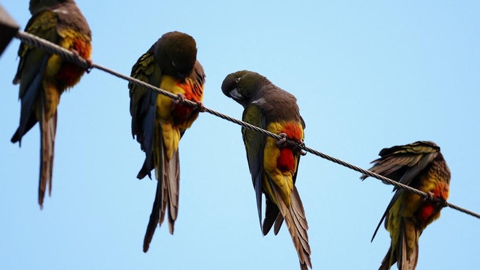Parrots stand on power lines in the town of Hilario Ascasubi, which they invaded driven by deforestation in the surrounding hills, according to biologists, in Argentina, September 24, 2024. REUTERS/Agustin Marcarian