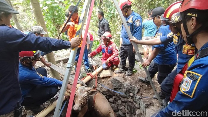 Sapi dievakuasi Damkar Klaten di Desa Tijayan, Kecamatan Manisrenggo, Klaten, Selasa (1/10/2024).