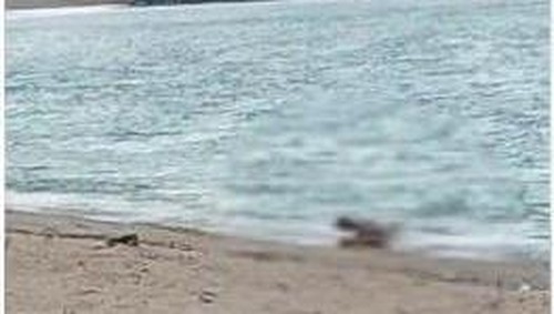 Sejoli diduga WNA berhubungan seks di Pantai Kuta Mandalika, Lombok.