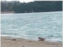 Geger Bule Berhubungan Seksual di Pantai Kuta Mandalika, Polisi Turun Tangan