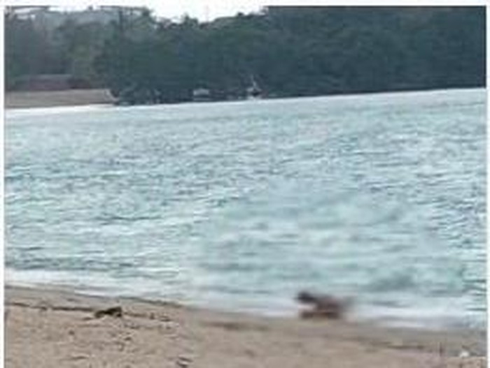 Sejoli diduga WNA berhubungan seks di Pantai Kuta Mandalika, Lombok.