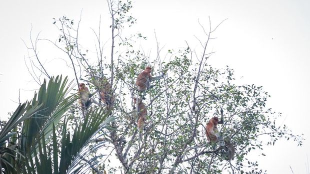 Wisata Bekantan  Kecamatan Samboja, Kutai Kartanegara, Kalimantan Timur.