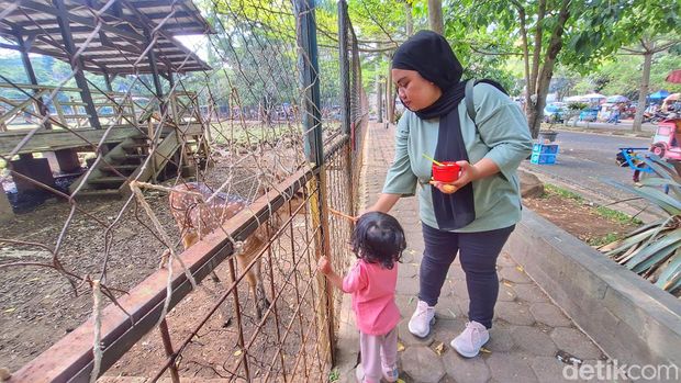 Wisatawan saat memberi makan rusa di Taman Uncal Pemkab Bandung