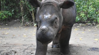 Taman Nasional Bukit Barisan Kaya Flora dan Fauna, tapi Badak-Harimau Dalam Bahaya