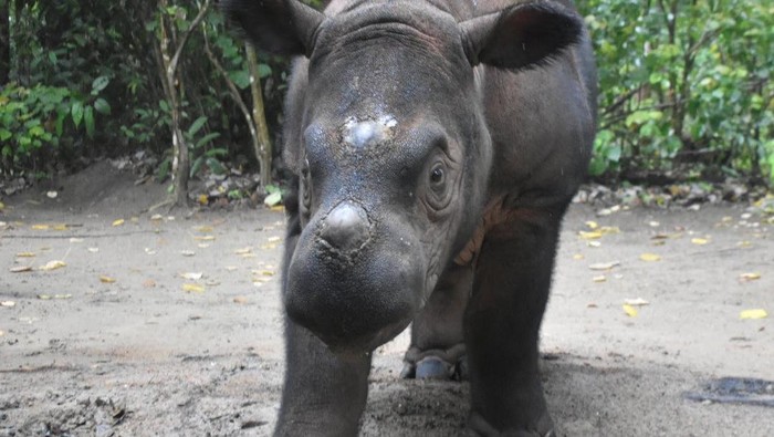 Taman Nasional Bukit Barisan Kaya Flora dan Fauna, tapi Badak-Harimau Dalam Bahaya