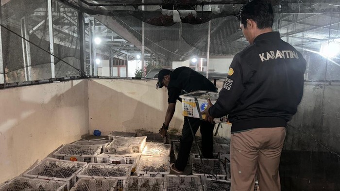 Balai Karantina Lampung gagalkan penyelundupan ribuan burung ilegal di Pelabuhan Bakauheni.